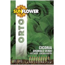 Sementi Cicoria Grumulo Verde Sunflower