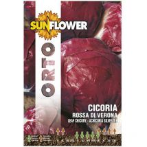 Sementi Cicoria Rossa Di Verona Sunflower