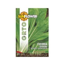 Cicoria Spadona – 10 g – Garanzia di germinabilità 3 anni – Sunflower