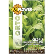 Sementi Cicoria Zuccherina Di Trieste Sunflower