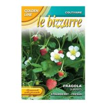 Sementi di fragola di bosco orto giardino semi seeds