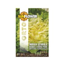 Sementi Indivia e Scarola – 10g – Varietà Medio Precoce – Colore Foglie Verde/Biondo – Sunflower