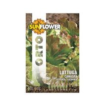 Sementi Lattuga Canasta – 3g – Pianta vigorosa, cappuccio semiaperto, foglie tondeggianti orlate di rosso – Sunflower