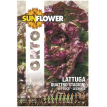 Sementi Lattuga Quattro Stagioni Sunflower