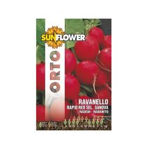 Sementi Ravanello Rapid Red – 10 g – Germinabilità 3 anni – Sunflower