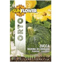 Sementi Zucca Marina Di Chioggia Sunflower