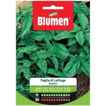 Semi basilico foglia lattuga Blumen