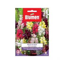 Semi Blumen bocca leone alta