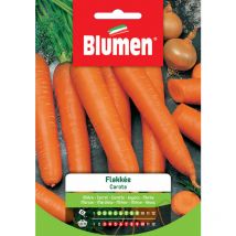 Semi carota flakkee Blumen sementi orto