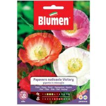 Semi papavero nudicaule victory gigante in mix Blumen
