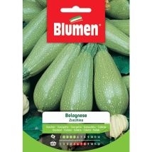Semi di Zucchino Bolognese – Verde chiaro – Media lunghezza – Blumens