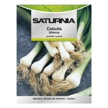 Semi di Cipolla Bianca (4 grammi)
