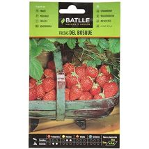 Battle - Semi Aromatici Fragole Del Bosco (semi - 20-25cm)