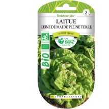 Semi di lattuga Regina di Maggio da piena terra bio i Dita Verdi