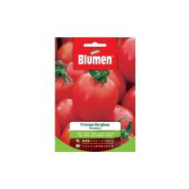 Graines de Tomate Prince Borghese Blumen
