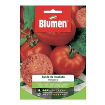 Graines de tomates rondes de salade dans une enveloppe