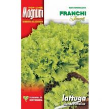 Semi lattuga bionda ricciolina busta magnum franchi sementi