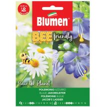 Semi polemonium coeruleum azzurro Blumen