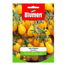 Graines de tomate poire jaune dans une enveloppe