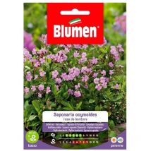 Semi saponaria ocymoides rosa da bordura Blumen sementi fiori