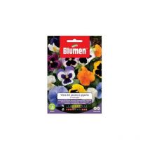 Graines de Pensée Géante Blumen