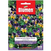 Semi viola helen mount Blumen sementi fiori