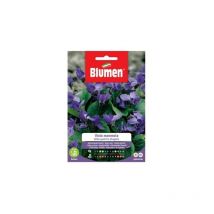 Graines de violette violette Four Seasons Blumen
