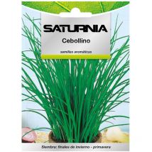 Semillas Aromaticas Cebollino (1 gramo) Horticultura, Horticola, Semillas Huerto.