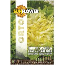 Semillas de escarola y achicoria – 10 g – Germinabilidad 3 años – Sunflower