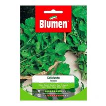 Semillas de rúcula cultivadas en sobre