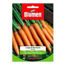 Blumen - Semillas de zanahoria Berlicum largas en bolsa
