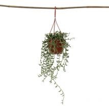 Plant In A Box - Collier de perles - Senecio radicans - Hauteur 10-20cm - 12cm