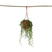 Plante collier de perles - Senecio rowleyanus - Hauteur 10-20cm - 12cm