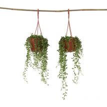 Plante collier de perles - Set de 2 - Senecio rowleyanus - H10-20cm - 12cm