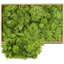 Ynkkvre - Mousse décorative, 500 g, préservée, nettoyée, pour travaux manuels, mousse décorative pour Pâques, Noël, pour le modélisme, fait à la