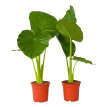 Plant In A Box - Plante éléphant - Set de 2 - Alocasia 'Odora' - Hauteur 55-75cm - 17cm