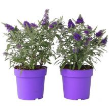 Arbre à papillons - Set de 2 - Buddleja davidii 'Candy' - H30-40cm - 19cm