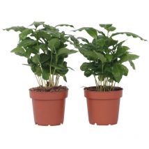 Caféier - Set de 2 - Coffea arabica - Hauteur 25-40cm - 12cm