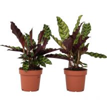 Plant In A Box - Calathea ornata - Set de 2 - Goeppertia insignis - Hauteur 30-40cm - 12cm
