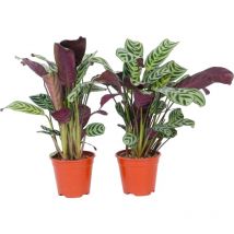 Plante Dormeuse - Set de 2 - Ctenanthe 'burle-marxii' - Hauteur 25-40cm - 12cm