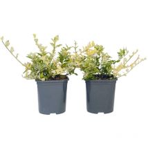Plant In A Box - Fortunei - Set de 2 - Euonymus 'Harlequin' - Hauteur 20-30cm - 17cm