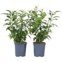 Plant In A Box - Floraison printemps - Set de 2 - Forsythia 'Minigold' - Hauteur 25-40cm - 17cm