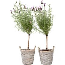 Plant In A Box - Lavande vraie - Set de 2 - Lavandula stoechas 'Anouk' - Hauteur 45-55cm - 15cm