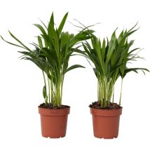 Palmier areca - Set de 2 - Dypsis lutescens - Hauteur 30-45cm - 12cm