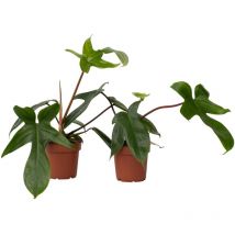 Plant In A Box - Plante verte - Set de 2 - Philodendron 'Florida Green' - Hauteur 20-30cm - 12cm