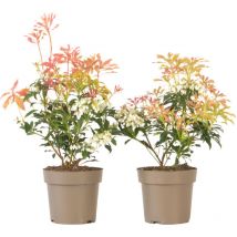 Andromède du Japon - Set de 2 - Pieris 'Forest Flame' - Hauteur 25-40cm - 17cm