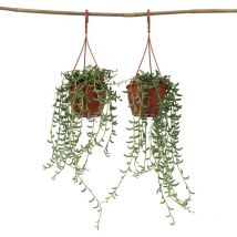 Collier de perles - Set de 2 - Senecio radicans - Hauteur 10-20cm - 12cm