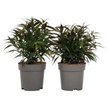 Plant In A Box - Buisson violet - Set de 2 - Strobilanthes 'Brunetthy' - Hauteur 25-40cm - 17cm