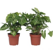 Plant In A Box - Patte-d'oie - Set de 2 - Syngonium podophyllum 'Pixie' - Hauteur 25-40cm - 12cm