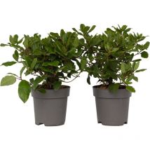 Viorne tin - Set de 2 - Viburnum tinus - Hauteur 25-40cm - 17cm